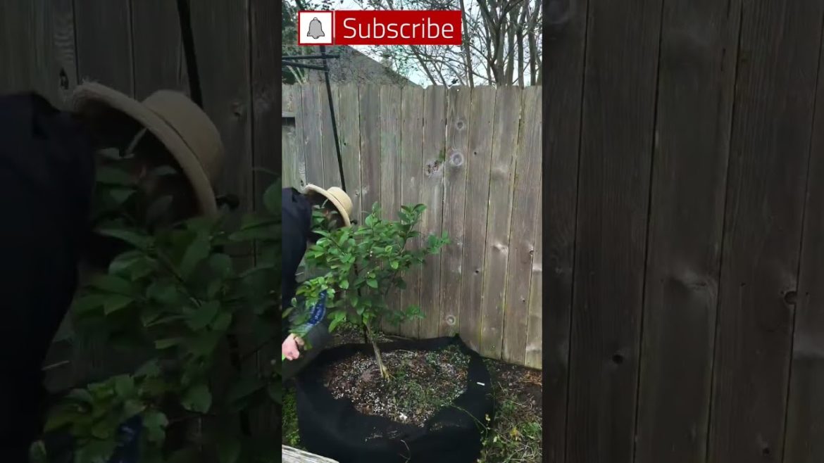 How to Save A Citrus Tree From a Freeze How to Save A Citrus Tree From a Freeze