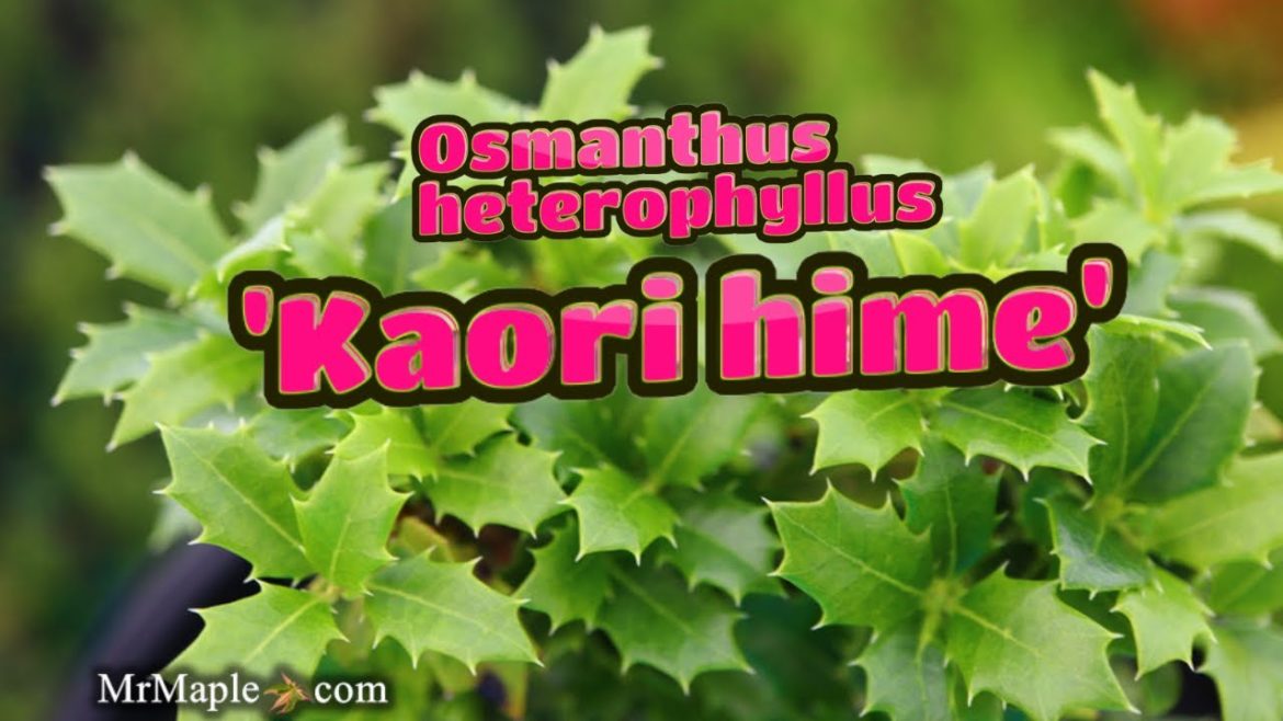Osmanthus heterophyllus 'Kaori hime' | Small Leaf False Holly | MrMaple Clips 🍁