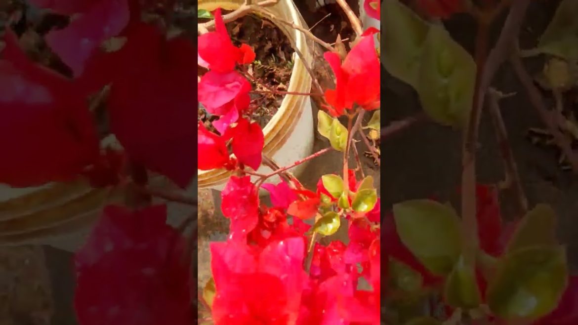 Bougainvillea glabra garden tips/care #balcony #youtubeshorts #gardening #shortvideo