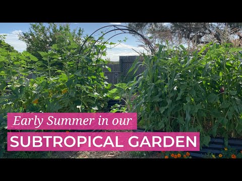 Early Summer in our Australian Subtropical Garden Early Summer in our Australian Subtropical Garden