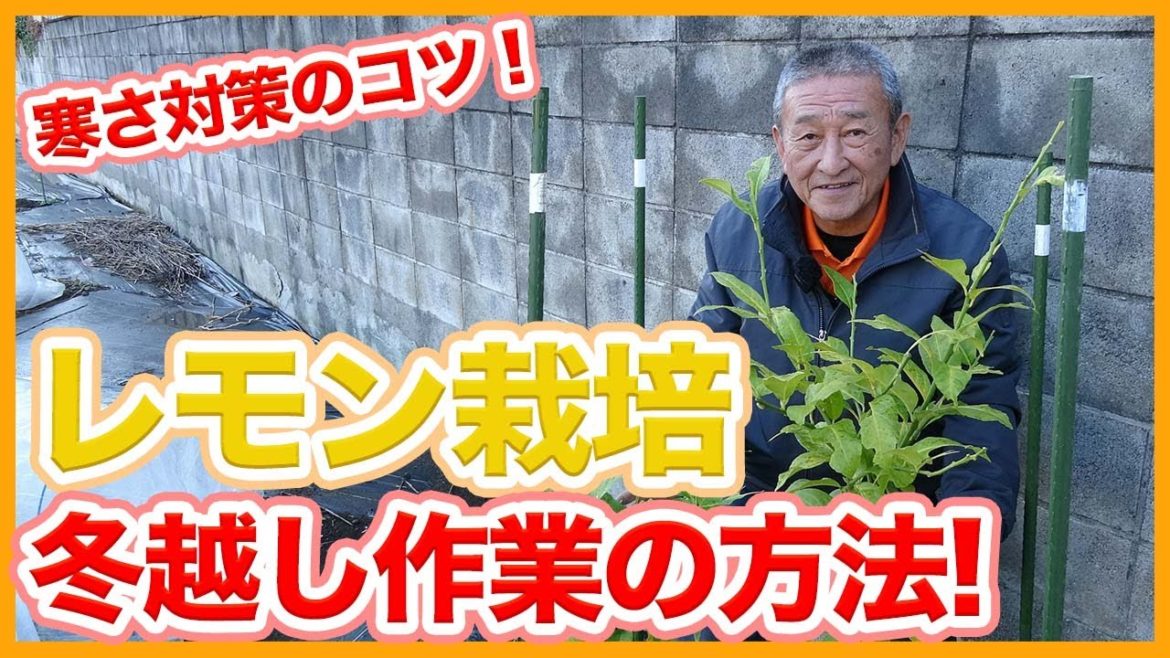 家庭菜園や園芸のレモン栽培で冬越し作業！一度はやってみたいレモン栽培で寒さ対策のコツを徹底解説！【農家直伝】/ Lemon cultivation that can be done at home.