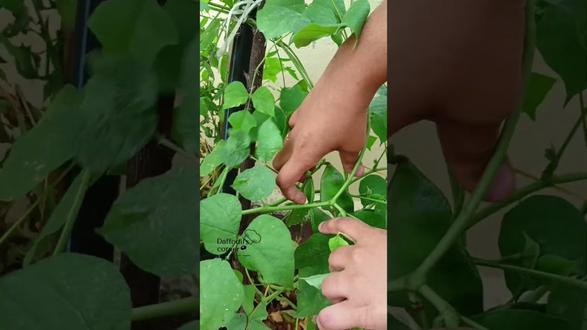 Fresh vegetables in terrace garden|Terrace garden|Fresh veggies in garden| #Shorts Fresh vegetables in terrace garden|Terrace garden|Fresh veggies in garden| #Shorts