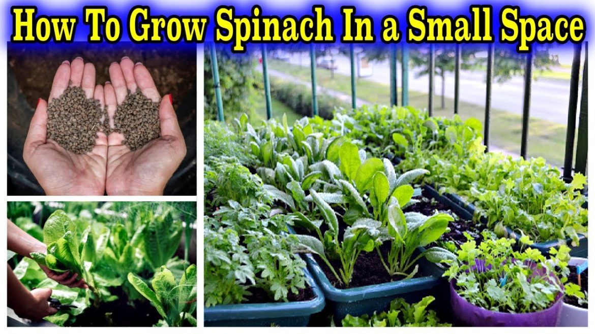 How to grow green fresh spinach at home (Container Gardening)