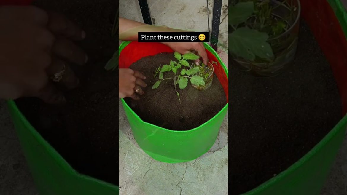 धनिया उगायें 3 दिन में। Grow Coriander in 3 days #shorts #youtubeshorts #ytshorts