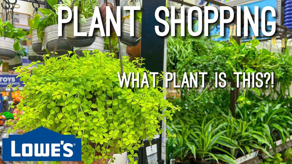 New Pothos, Silvery Ann Scindapsus, Ficus Triangularis Variegated! Lets Go Plant Shopping at Lowes! New Pothos, Silvery Ann Scindapsus, Ficus Triangularis Variegated! Lets Go Plant Shopping at Lowes!