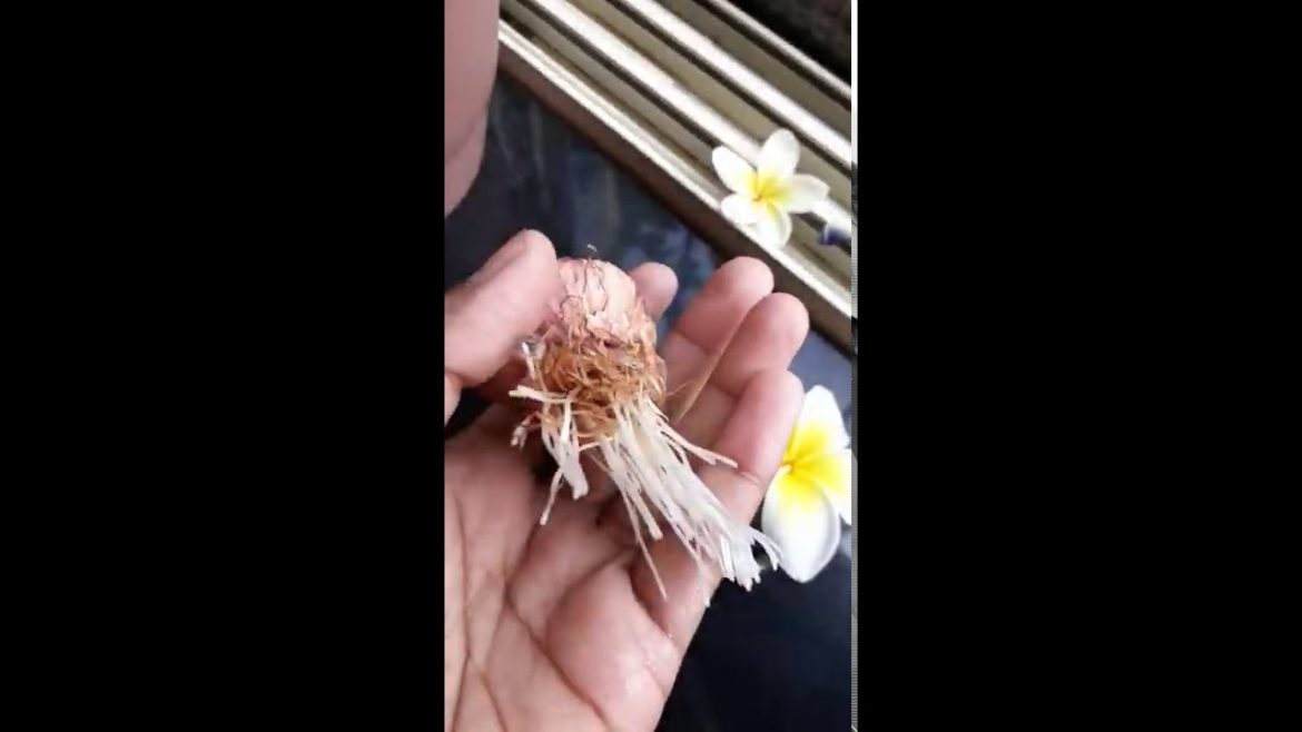 regrow onions in water at home | gardening updates | vegetable garden tips | january 2021 #shorts