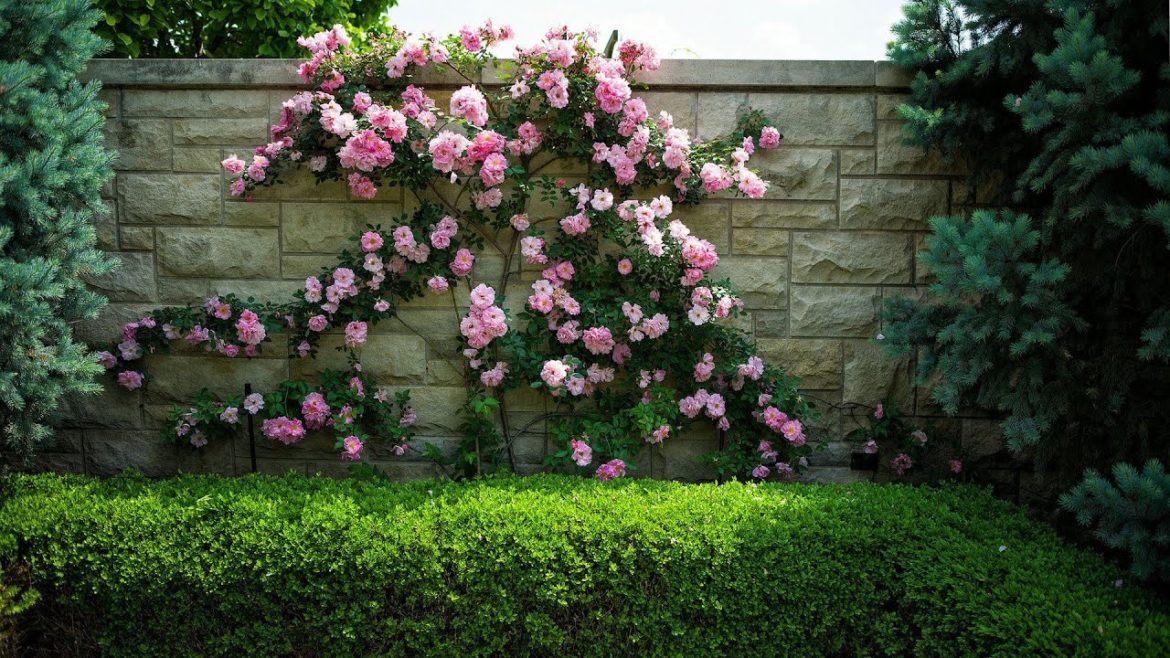Best Garden landscaping ideas | Incredibly beautiful flowering fences