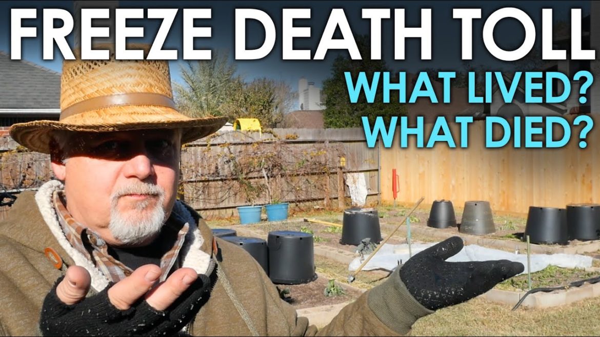 Freeze Death Toll – What Died in the Garden? || Black Gumbo Freeze Death Toll - What Died in the Garden? || Black Gumbo