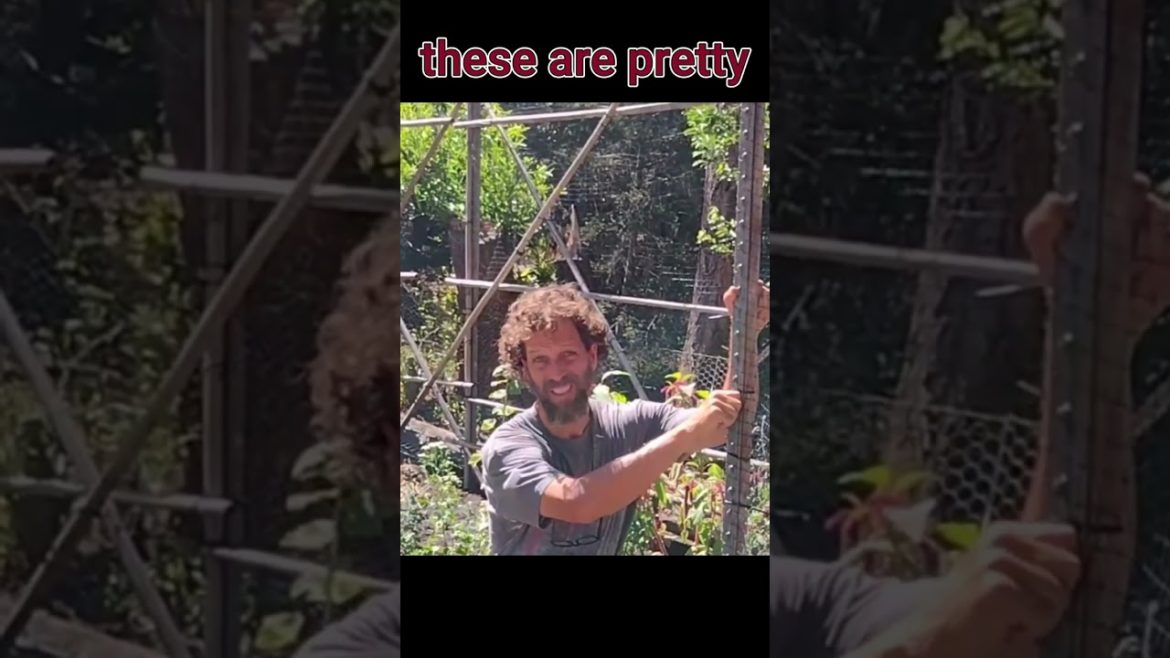 Deer Fence Essentials #4 of 5