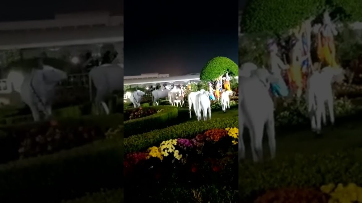 Prem Mandir Vrindavan #shorts #viral  #trending  #viralshorts