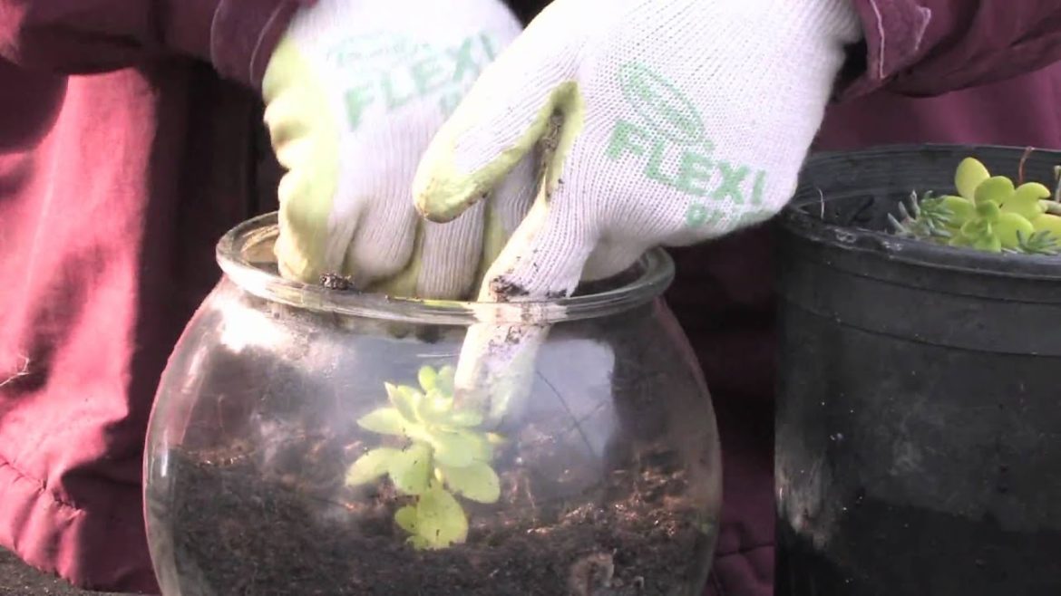 Gardening Tips : How to Make a Dish Garden From Succulents
