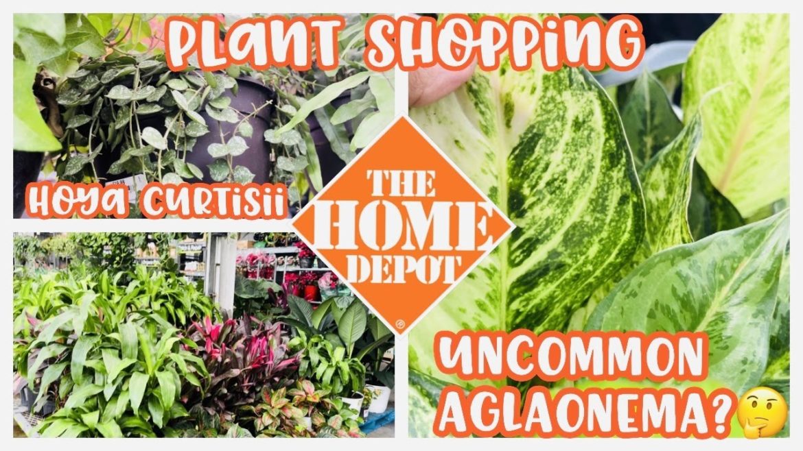 Plant Shopping at Home Depot Big Box Store || Hoya Curtisii & Uncommon Aglaonemas || Plantmas Day 18 Plant Shopping at Home Depot Big Box Store || Hoya Curtisii & Uncommon Aglaonemas || Plantmas Day 18