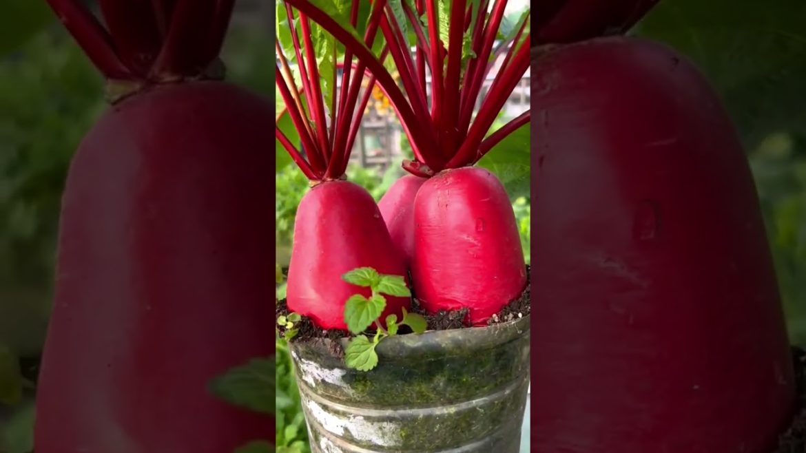 Red Radish growing on plastic bottles