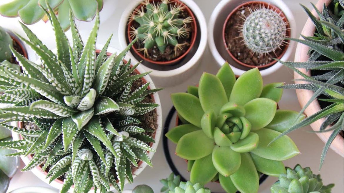 Collection of Succulent | Succulent hub