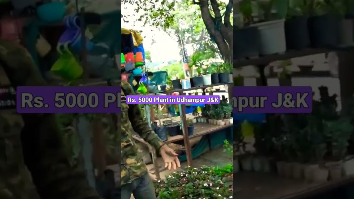 5000 Ka Plant Dekha Hai Kabhi #plantnursery