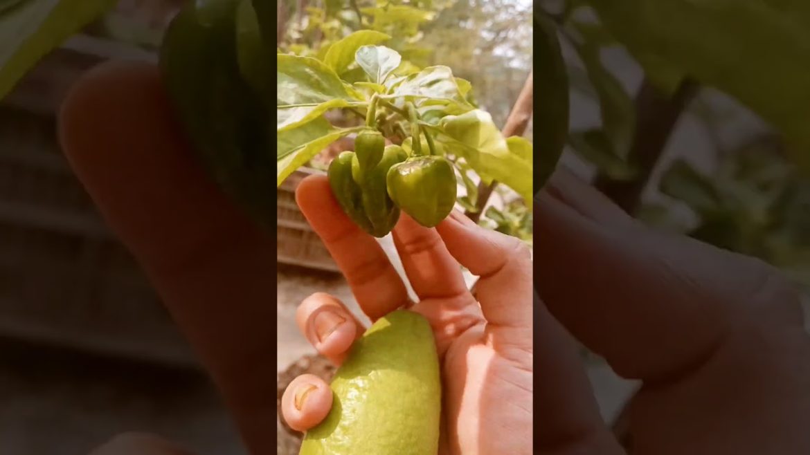picking vegetables 🥰🥰👌🥰🥰👌#youtubeshorts #fypシ #vlogsbd