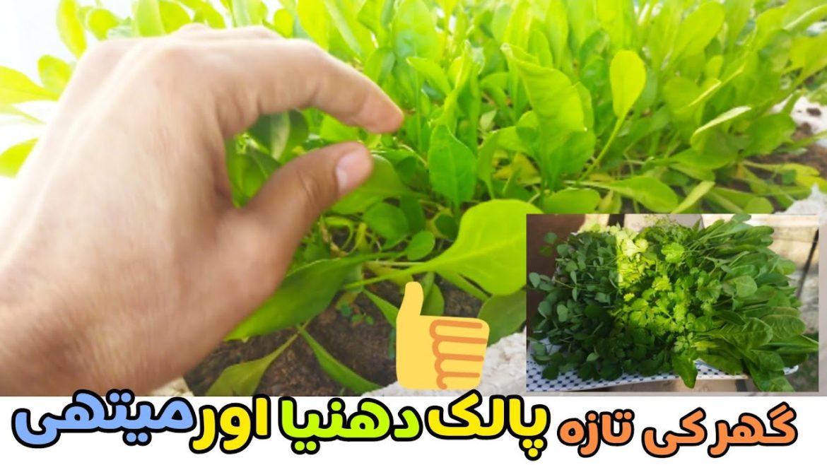 Grow fresh Spanish, coriander and fenugreek at home 👍 || kitchen garden tips @pakspeaks