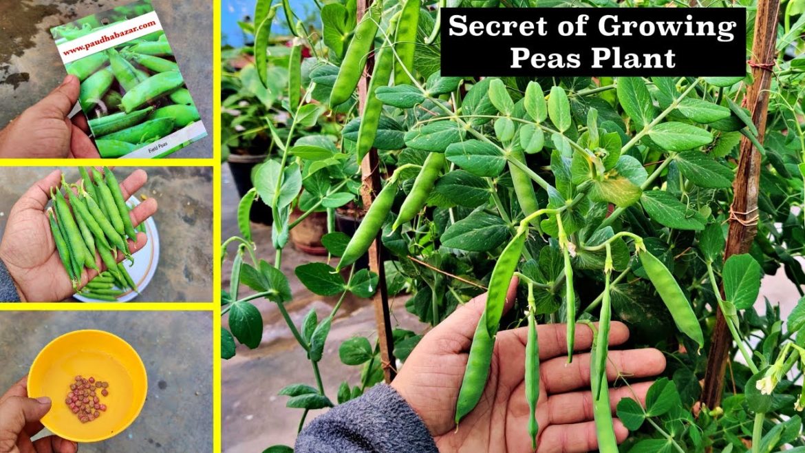 How To Grow Peas at Home⎪Awesome method to grow Peas in a container ( Full Tutorial Step by Step)