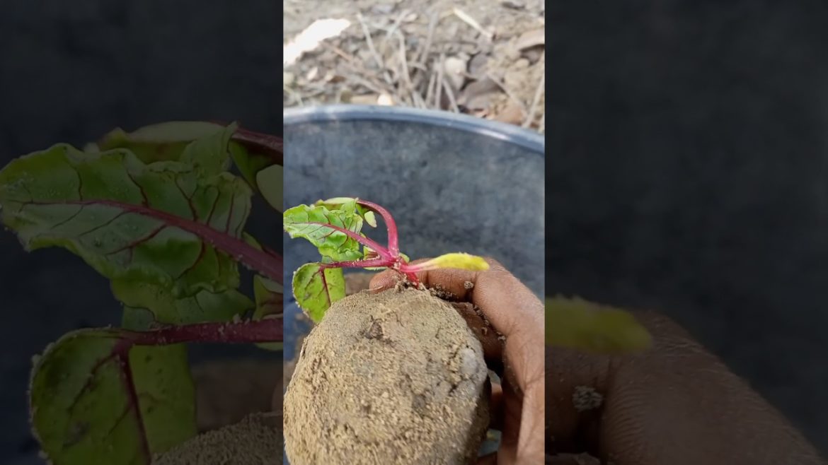 Transplant Beets #shorts #youtubeshorts #short #viral #garden Transplant Beets #shorts #youtubeshorts #short #viral #garden
