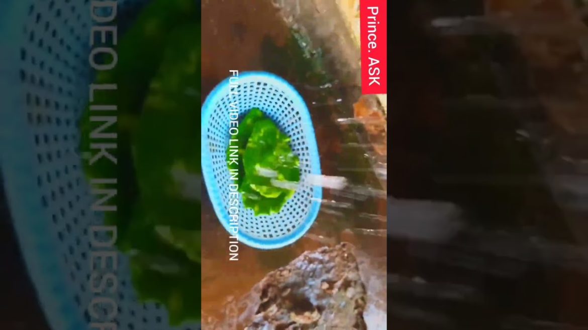 HOW TO COOK PRICKLY PEAR CACTUS IN TAMIL || Cactus Recipes That Will Make Your Life Better HOW TO COOK PRICKLY PEAR CACTUS IN TAMIL || Cactus Recipes That Will Make Your Life Better