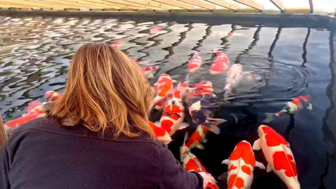 Huge Koi Fish Gathering Around The Woman and Waiting for Food Huge Koi Fish Gathering Around The Woman and Waiting for Food