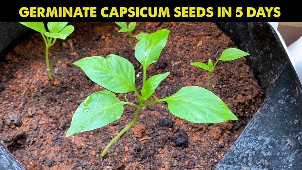How to Grow Bell Pepper/Capsicum at Home | Easiest & Fastest way to grow Capsicum from seeds at home