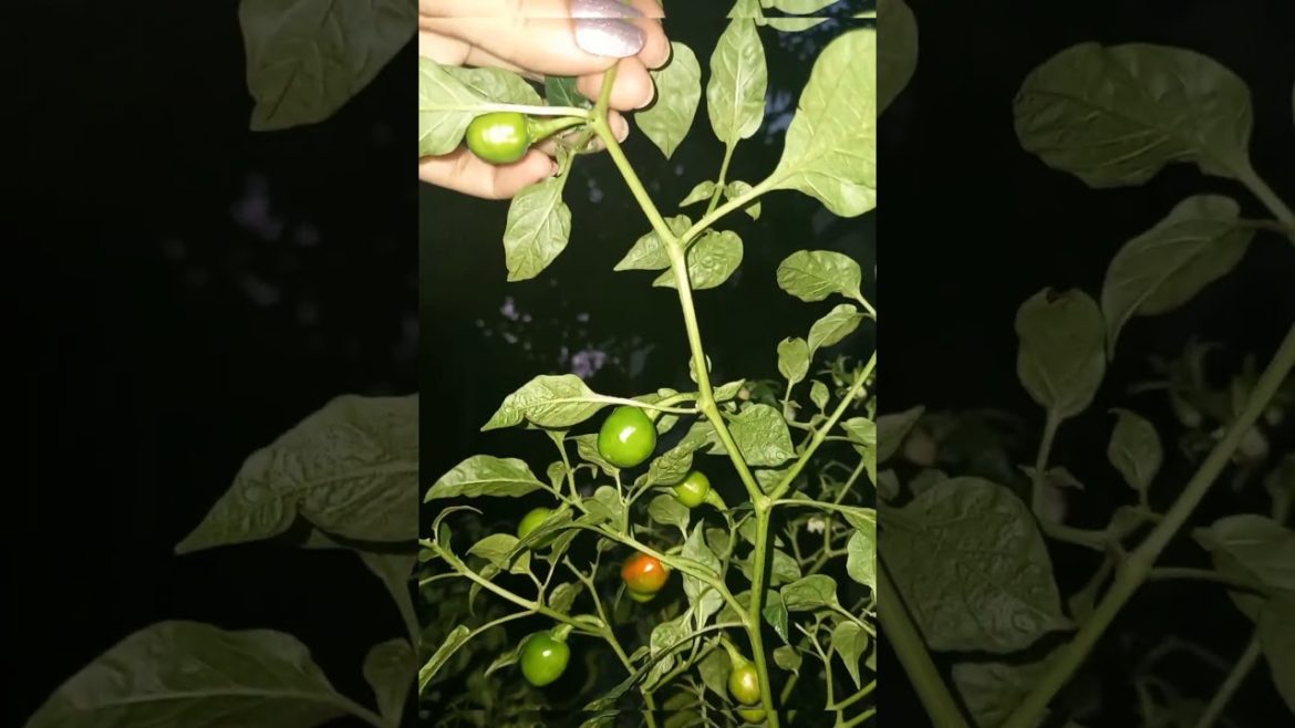 ❤️🧡!!*Chilli beauty at night of my kitchen garden!!🌃🌶️🌱#shorts#subscribe🥰