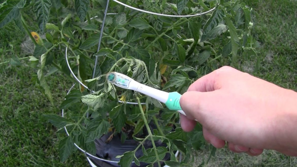 Gardening tips: how to hand pollinate tomatoes for larger production of your container garden