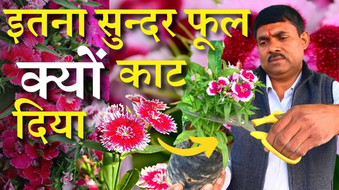 इतना सुन्दर फूल क्यों काट दिया ? सालो साल फूल देगा फिर भी काट दिया ?