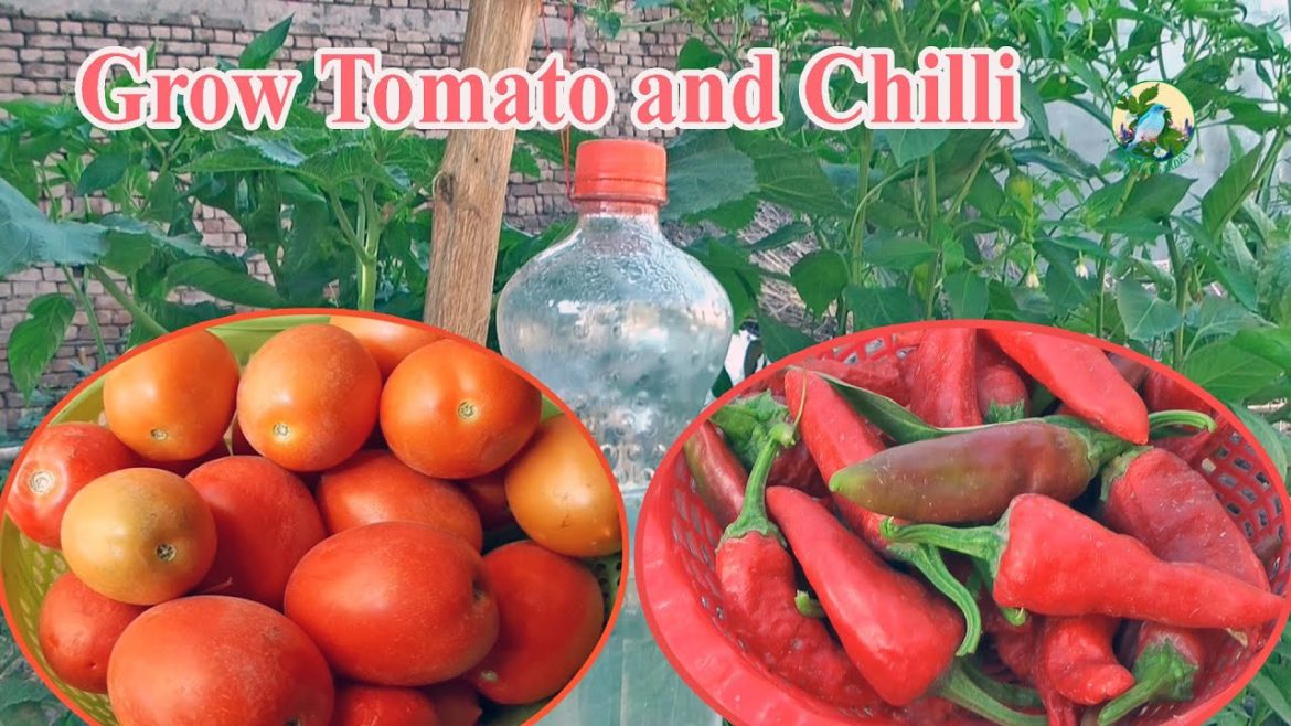 Home Garden kitchen Garden Tips and Tricks Easy Gardening Home Garden kitchen Garden Tips and Tricks Easy Gardening