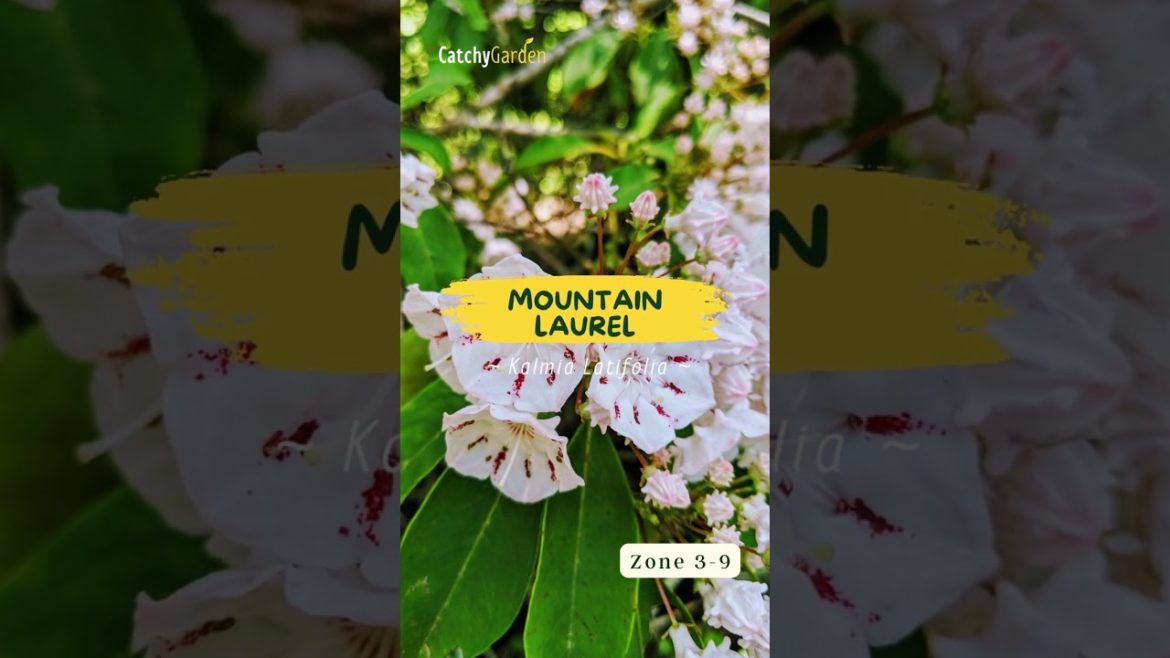 7 Greatest Shrubs for Creating a Stunning Tree Understory 🌺🌳 // #short #shorts