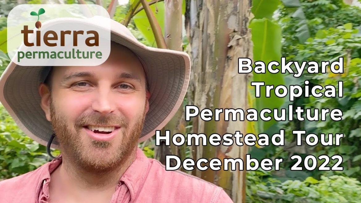 Backyard Tropical Permaculture Homestead Tour December 2022 Backyard Tropical Permaculture Homestead Tour December 2022