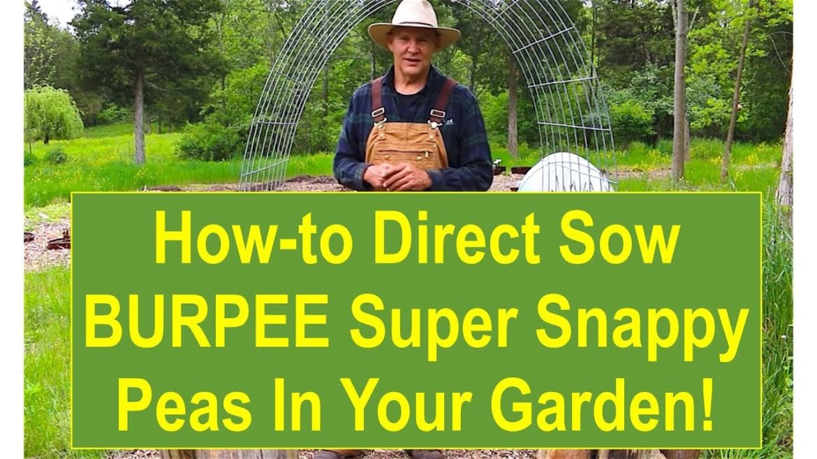 Basic Gardening Tips: How To Direct Sow BURPEE Super Snappy Peas In Your Garden!!