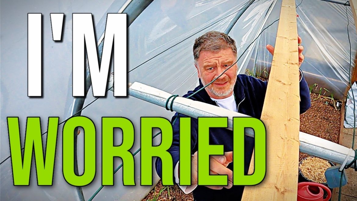 Is This Safe | Allotment Gardening With Tony Is This Safe | Allotment Gardening With Tony