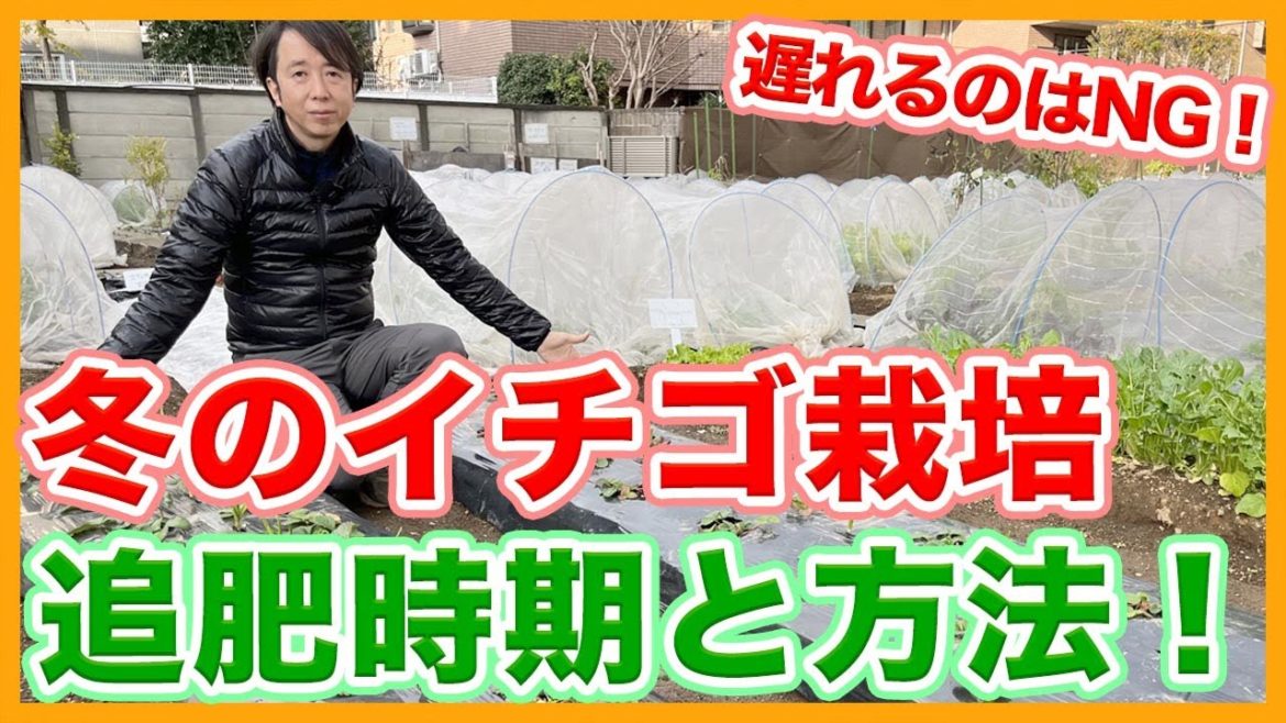 家庭菜園や農園のイチゴ栽培で冬は遅れるとNG!冬のイチゴ追肥時期と方法を徹底解説!【農家直伝】/Strawberry top-dressing tips from a Japanese farmer. 家庭菜園や農園のイチゴ栽培で冬は遅れるとNG!冬のイチゴ追肥時期と方法を徹底解説!【農家直伝】/Strawberry top-dressing tips from a Japanese farmer.