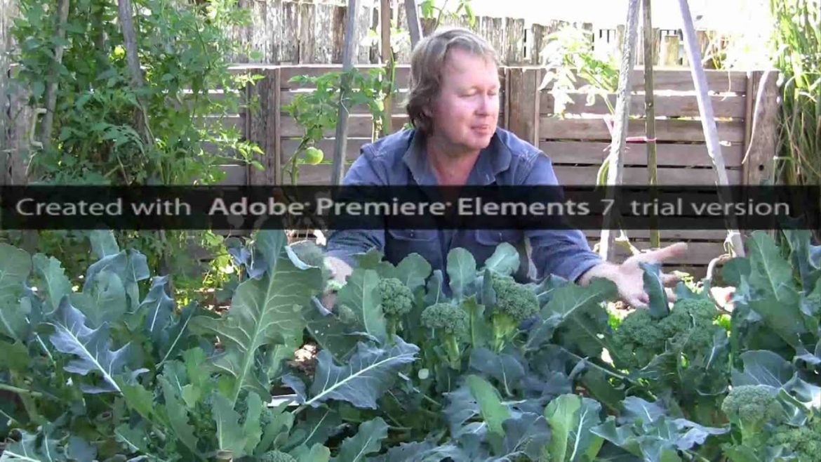 Vegetable Gardening: How to Grow Broccoli