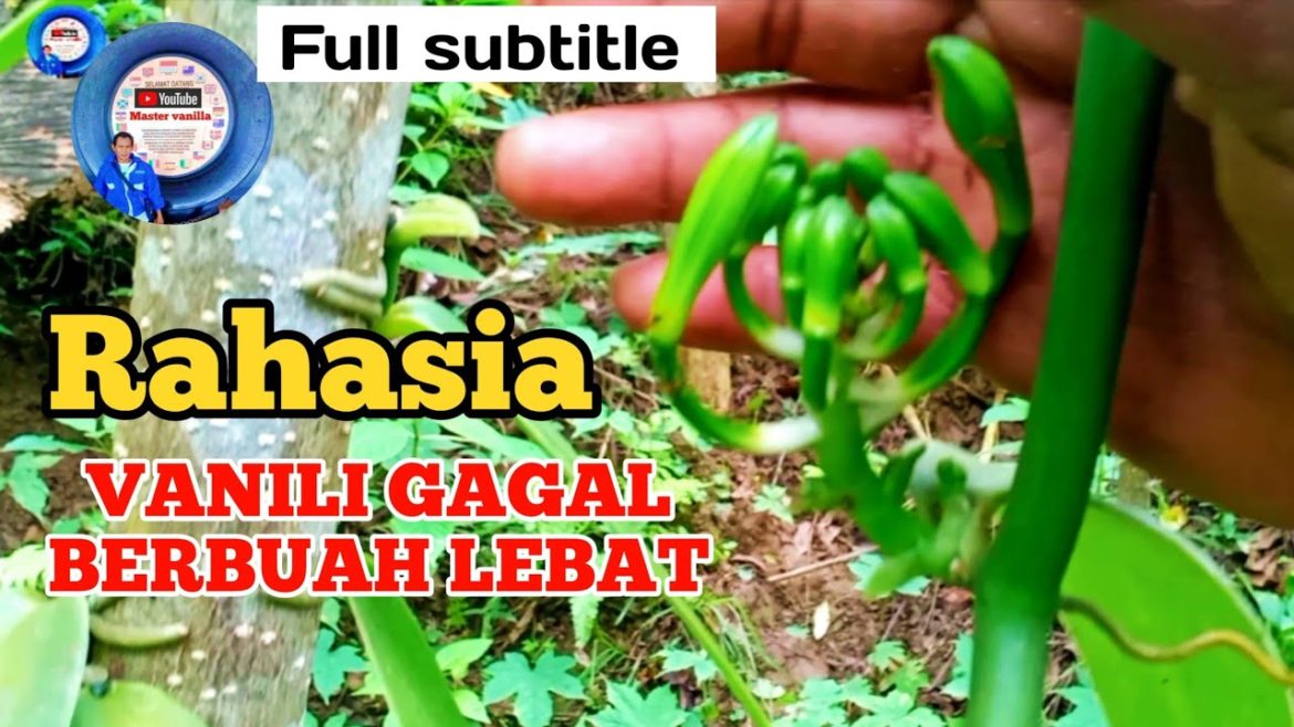 Tanda tanda vanili gagal berbuah lebat #vanila