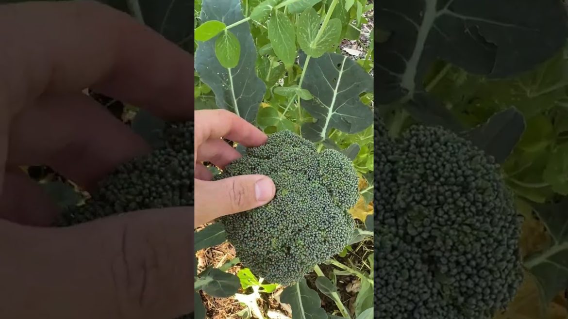 WHEN To Harvest Broccoli