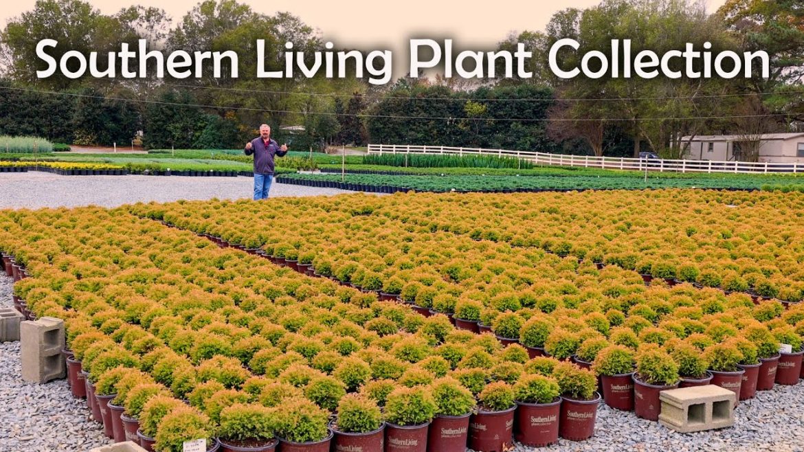 Southern Living Plant Collection Southern Living Plant Collection