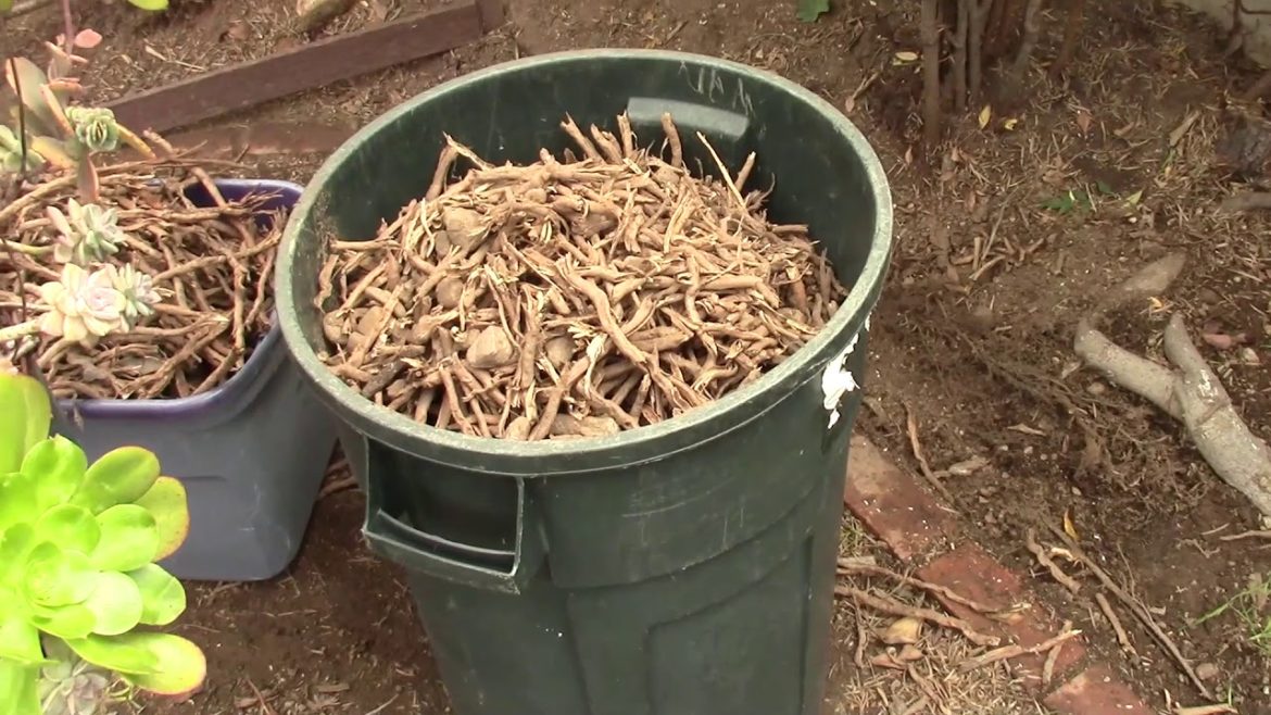 Backyard Ecological Landscape: Mulching and Planting