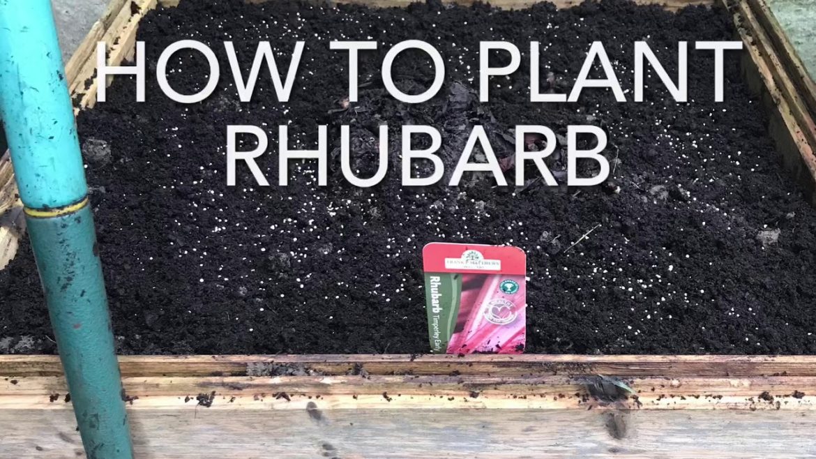 How To Plant Rhubarb, Planting Rhubarb In A Container, Vegetable Gardening How To Plant Rhubarb, Planting Rhubarb In A Container, Vegetable Gardening