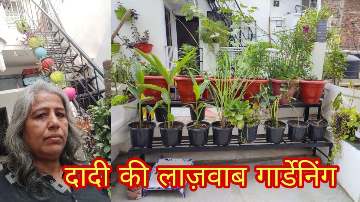 Beautiful Terrace Garden Overview by Dadi
