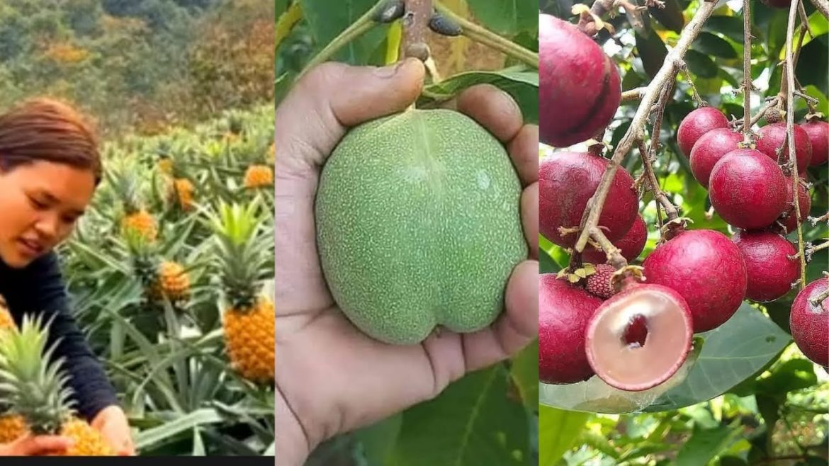 World's Most Expensive Painapple - Japanese Rambutan mango cuting design - Amazing Friuts