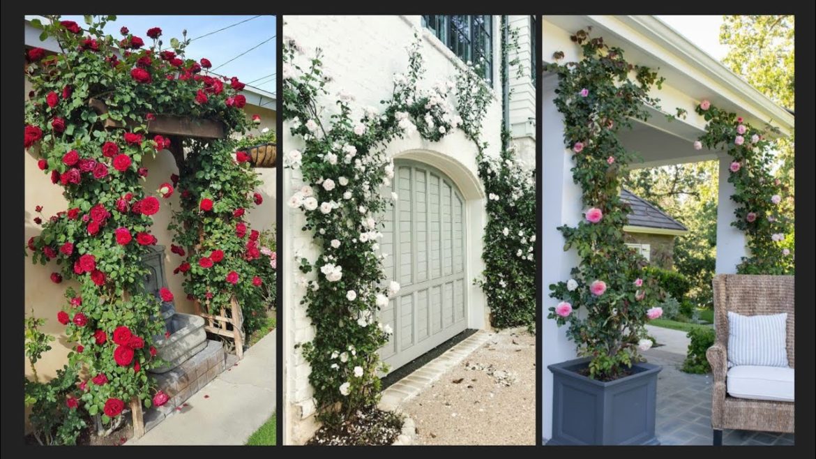 Garden Design Ideas With Climbing Roses - Garden climbing Rose Ideas