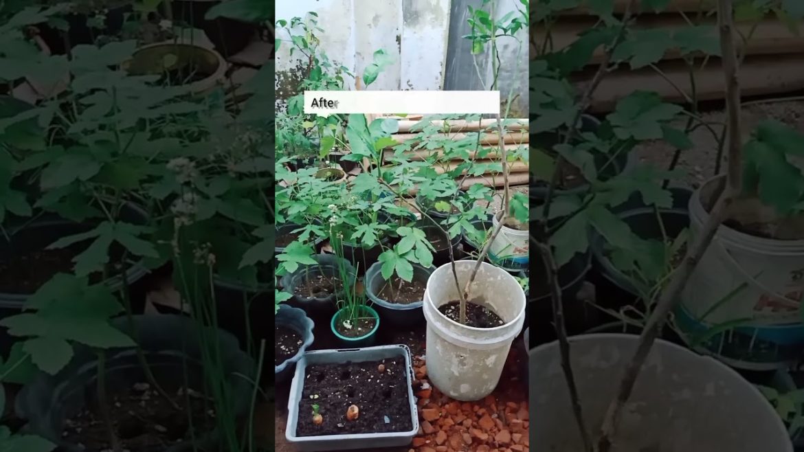 This is My Hobby what's yours ..?😁 #shorts #vegetablegarden #backyardgardening  #myhobby #KebunSayur