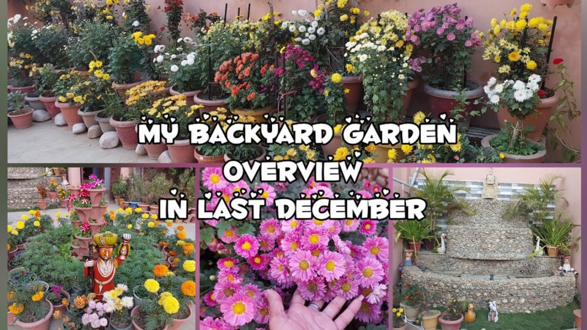 गुलदाउदी के साथ रंगीन हुआ बगिचे का नजारा  Last December backyard garden overview /Winter garden view