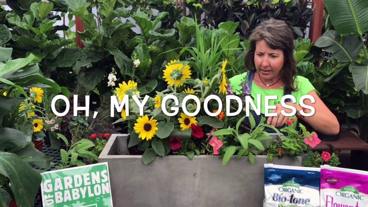Container Garden Design & Care