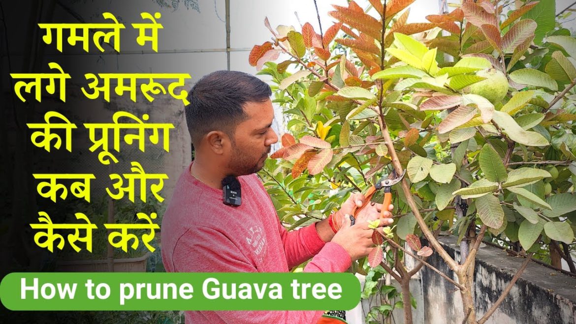 गमले में लगे अमरूद की प्रूनिंग कब और कैसे करें, जाने सही तरीका | How to Prune a Guava tree in Hindi गमले में लगे अमरूद की प्रूनिंग कब और कैसे करें, जाने सही तरीका | How to Prune a Guava tree in Hindi