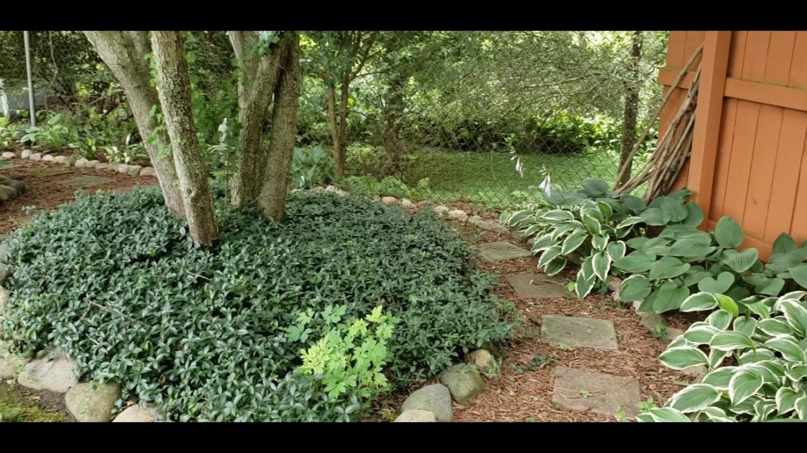 Welcome to my Suburban Oasis- backyard garden tour part 1🏡🌳 // Suburban Oasis July 2020