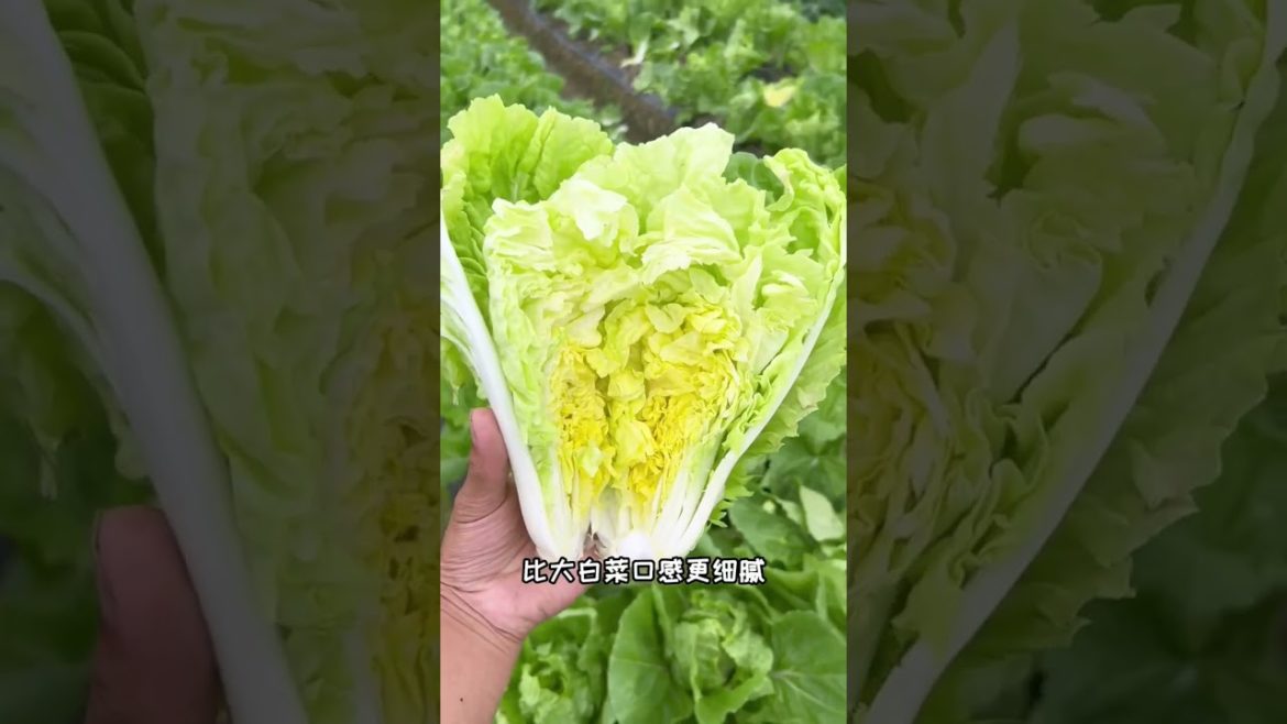 Leafy Vegetable #Shorts #Vegetables